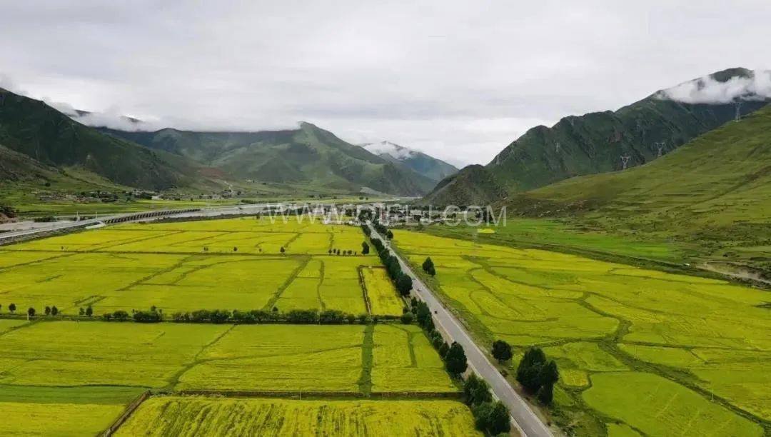 西藏企鵝糧油機(jī)械設(shè)備案例之墨竹工卡縣小油菜榨油廠項目(圖7)